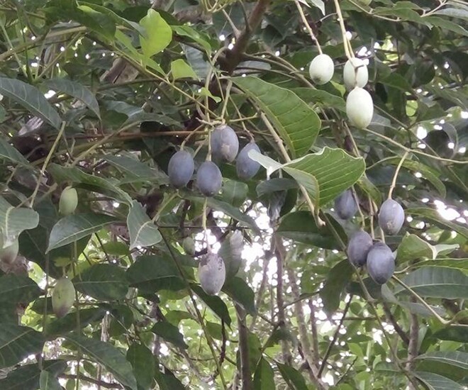 Loại quả xưa chín rụng đầy gốc nay thành đặc sản 120.000 đ/kg, trồng một lần thu hoạch nhiều năm, được ưa chuộng ở thành phố - 1