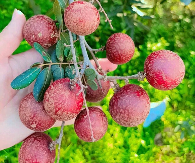 Loại quả mọc bờ rào xưa không ai biết đến nay thành đặc sản 65.000 đ/kg, trồng một lần thu hoạch nhiều năm, người thành phố ưa chuộng - 1
