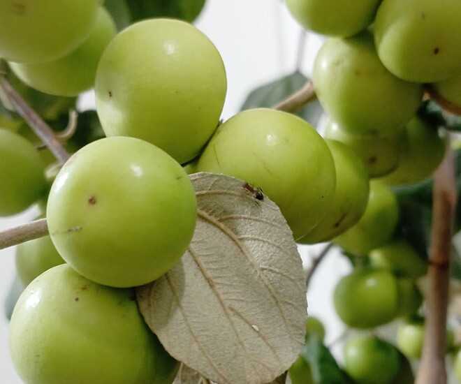 Loại quả tốt trên thế giới, Việt Nam trồng khắp nơi thành đặc sản ở thành phố giá 50.000 đ/kg, thu hoạch nhiều năm - 1