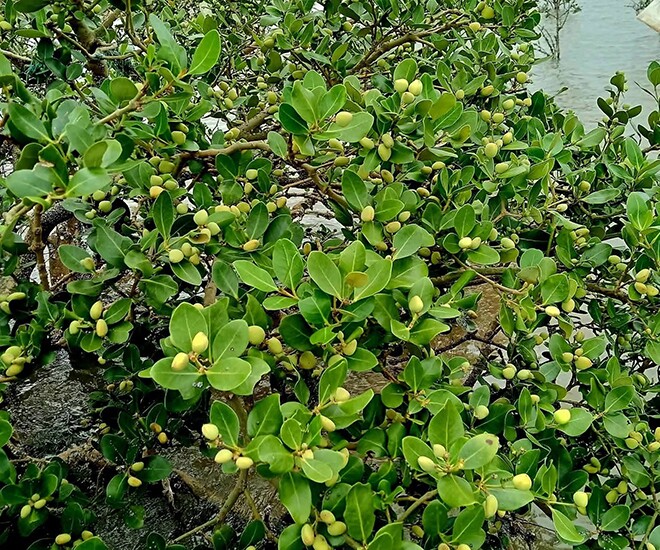 Loại quả xưa chín rụng đầy gốc, nay thành đặc sản ở thành phố giá 80.000 đ/kg, trồng một lần thu hoạch nhiều năm - 1