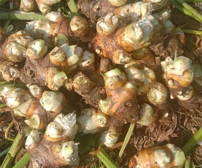 Món xưa amp;#34;nhà nghèoamp;#34; ăn đến chán ngán, nay thành đặc sản người thành phố ưa chuộng giá 60.000 đ/kg, tốt cho sức khoẻ - 1