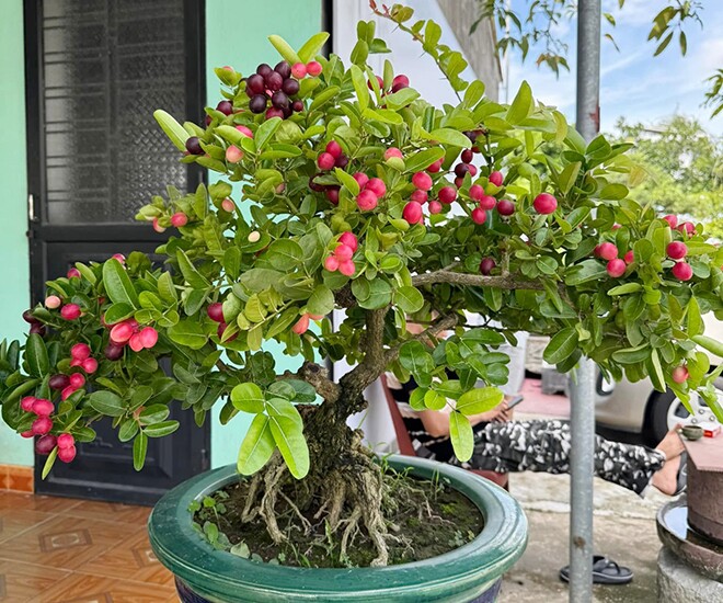 Cây ăn quả quen thuộc lên chậu thành bonsai đẹp lạ, được săn lùng vì ý nghĩa phong thủy, có cây giá chục triệu đồng - 1