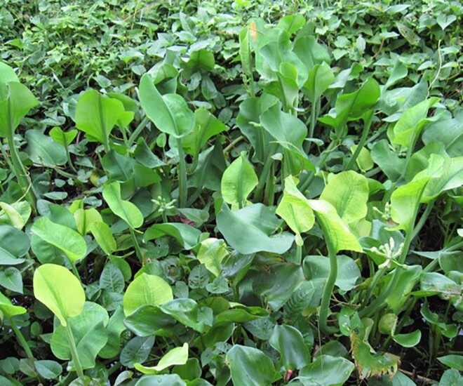 Cây dại mọc bờ mương nay thành đặc sản nổi tiếng, trồng 45 ngày cho thu hoạch, giá 80.000 đồng/kg được ưa chuộng ở thành phố - 1