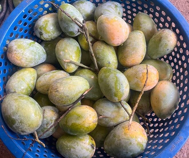 Loại quả xưa chín rụng đầy, nay thành đặc sản được ưa chuộng giá 40.000 đ/kg, trồng một lần thu hoạch nhiều năm - 1