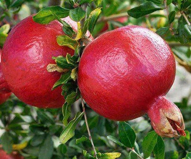 Loại quả lọt top tốt trên thế giới có ở Lâm Đồng, là đặc sản được ưa chuộng giá 150.000 đ/kg, trồng một lần thu hoạch nhiều năm - 1