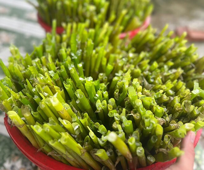 Cây dại mọc bờ mương, nay thành đặc sản trồng 2 tháng cho thu hoạch, giá 70.000 đ/kg được người thành phố ưa chuộng - 1