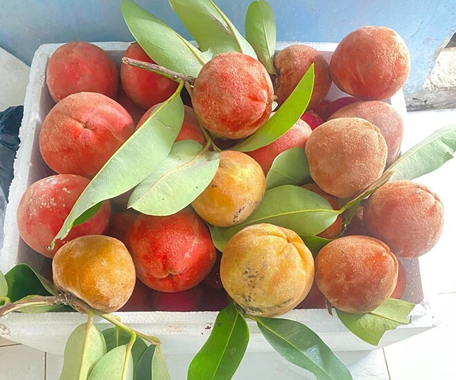 Loại quả mọc bờ rào xưa chín rụng đầy, nay thành đặc sản được ưa chuộng giá 110.000 đ/kg, trồng một lần thu hoạch nhiều năm - 1