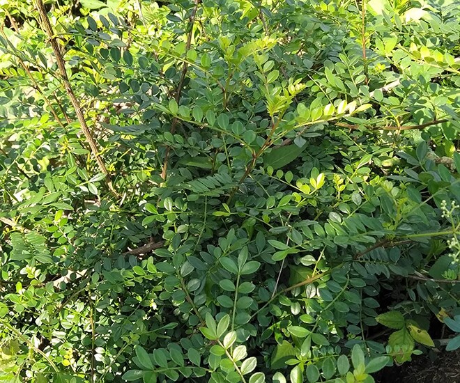 Cây dại mọc bờ rào nay thành đặc sản nổi tiếng, trồng một lần thu hoạch nhiều năm, giá 150.000 đ/kg được ưa chuộng ở thành phố - 1