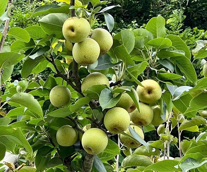 Loại quả lọt top tốt trên thế giới chỉ có ở Lào Cai, là đặc sản nổi tiếng giá 65.000 đ/kg, trồng một lần thu hoạch nhiều năm - 1