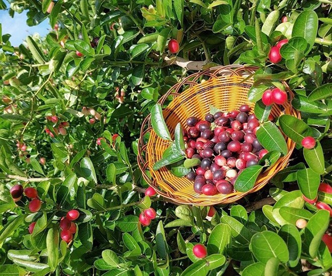 Loại quả xưa chín rụng đầy nay thành đặc sản giá 90.000 đ/kg, trồng một lần thu hoạch nhiều năm, tốt cho sức khỏe - 1