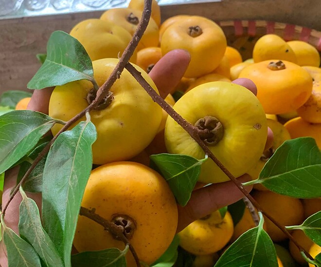 Loại quả xưa chín rụng đầy nay thành đặc sản giá 100.000 đ/kg, trồng một lần thu hoạch nhiều năm, người thành phố thích mê - 1