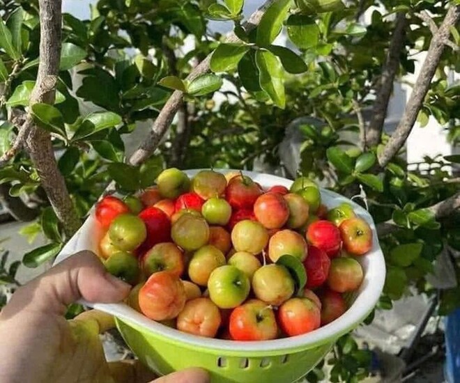Loại quả xưa chín rụng đầy nay thành đặc sản giá 80.000 đ/kg, trồng một lần thu hoạch nhiều năm, tốt cho sức khỏe - 1