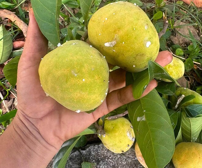 Loại quả mọc bờ rào xưa chín rụng chỉ dành cho amp;#34;người nghèoamp;#34;, nay thành đặc sản giá 200.000 đ/kg, trồng một lần thu hoạch nhiều năm - 1