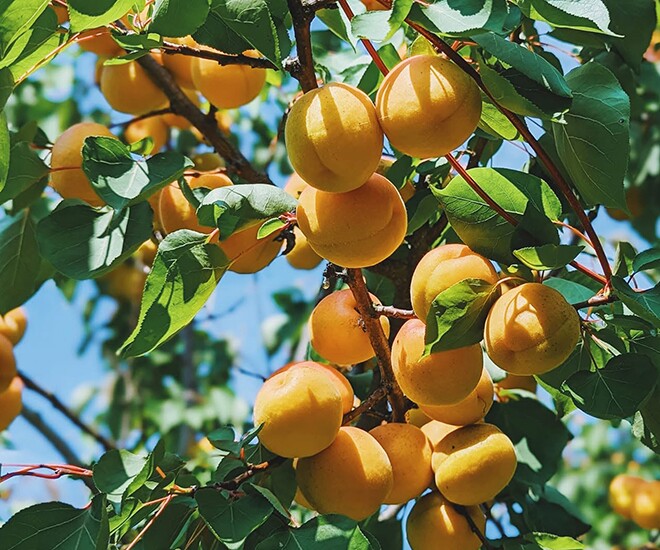 Loại quả xưa chín rụng đầy gốc, nay thành đặc sản ở thành phố giá 90.000 đ/kg, trồng một lần thu hoạch nhiều năm - 1