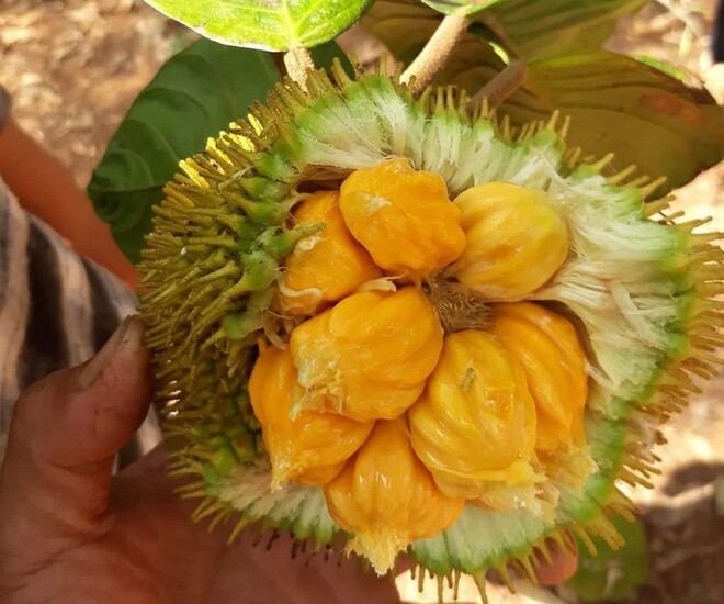 Loại quả xưa chín rụng đầy nay thành đặc sản giá 60.000 đ/kg, trồng một lần thu hoạch nhiều năm, tốt cho sức khỏe - 1