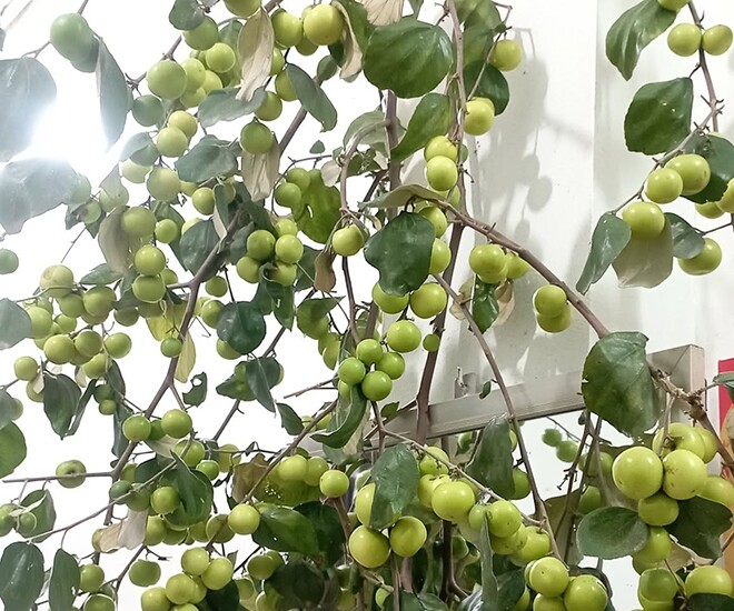 Loại quả xưa chín rụng đầy gốc, nay thành đặc sản được ưa chuộng giá 50.000 đ/kg, trồng một lần thu hoạch nhiều năm - 1