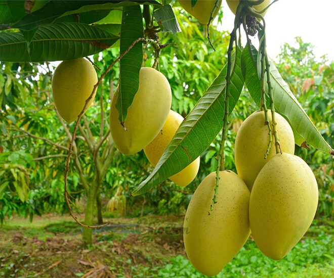 Loại quả xưa chín rụng đầy, nay thành đặc sản được ưa chuộng giá 90.000 đ/kg, trồng một lần thu hoạch nhiều năm - 1