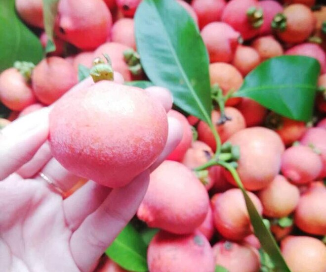 Loại quả xưa chín rụng đầy nay thành đặc sản giá 65.000 đ/kg, trồng một lần thu hoạch nhiều năm, người thành phố thích mê - 1