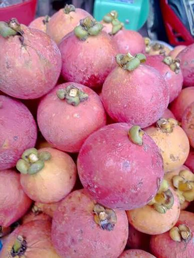 Loại quả xưa chín rụng đầy nay thành đặc sản giá 65.000 đ/kg, trồng một lần thu hoạch nhiều năm, người thành phố thích mê - 2