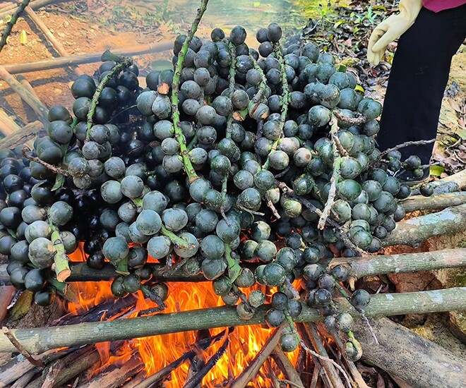 Loại quả xưa chín rụng đầy nay thành đặc sản giá 80.000 đ/kg, trồng một lần thu hoạch nhiều năm, du khách thích mê mẩn - 1