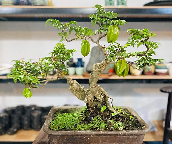 Cây ăn quả quen thuộc lên chậu thành bonsai được ưa chuộng, có cây giá 6 tỷ đồng, mang lại may mắn và tài lộc - 1