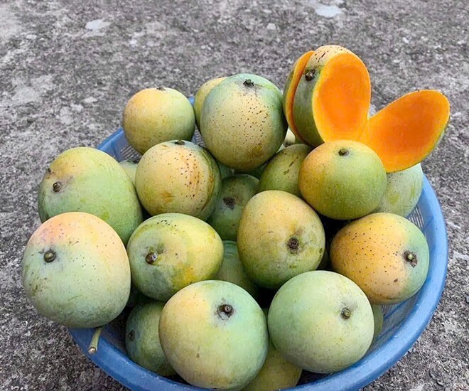 Loại quả xưa chín rụng đầy nay thành đặc sản giá 40.000 đ/kg, trồng một lần thu hoạch nhiều năm, tốt cho sức khỏe - 1