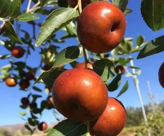 Loại quả xưa chín rụng đầy, nay thành đặc sản ở thành phố giá 200.000 đ/kg, trồng một lần thu hoạch nhiều năm - 1