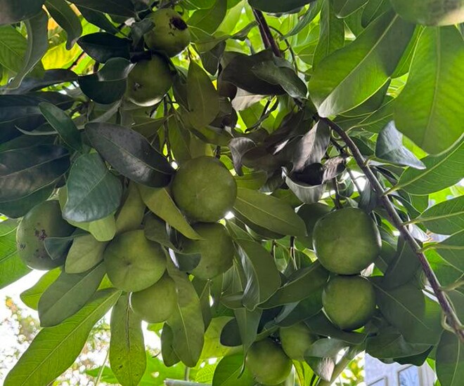 Loại quả xưa không ai biết đến, nay thành đặc sản được ưa chuộng giá 150.000 đ/kg, trồng một lần thu hoạch nhiều năm - 1