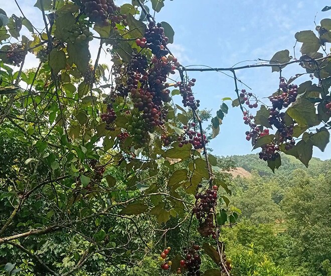 Loại quả xưa chín rụng đầy nay thành đặc sản giá 120.000 đ/kg, trồng một lần thu hoạch nhiều năm, người thành phố săn lùng - 1