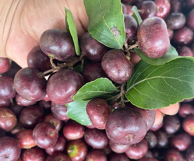 Loại quả mọc bờ rào xưa chín rụng đầy nay thành đặc sản 80.000 đ/kg, trồng một lần thu hoạch nhiều năm, du khách thích mê - 1