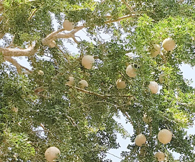 Loại quả mọc bờ rào xưa chín rụng đầy nay bán 90.000 đ/kg, thành đặc sản tốt cho sức khỏe, trồng một lần thu hoạch nhiều năm - 1