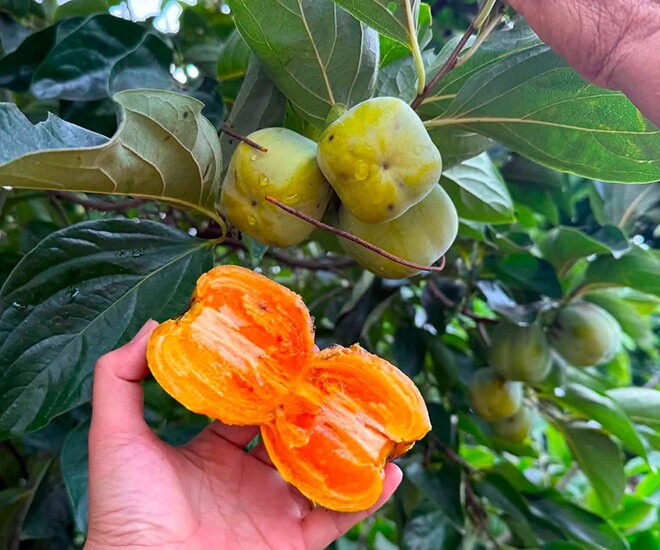 Loại quả xưa chín rụng đầy gốc nay thành đặc sản 140.000 đ/kg, trồng một lần thu hoạch nhiều năm, người thành phố ưa chuộng - 1