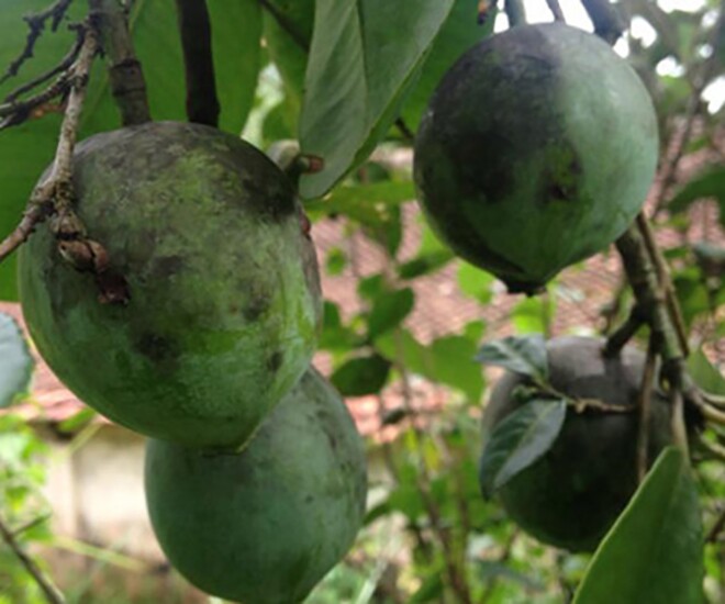 Loại quả đặc sản Phú Thọ xưa chín rụng đầy nay bán 70.000 đ/kg, trồng một lần thu hoạch nhiều năm, hương vị đặc biệt - 1