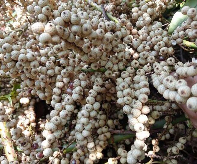 Loại quả xưa chín rụng đầy gốc nay thành đặc sản 70.000 đ/kg, trồng một lần thu hoạch nhiều năm, người thành phố ưa chuộng - 1