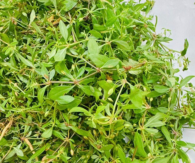 Cây dại mọc bờ rào nay thành đặc sản nổi tiếng, trồng 2 tháng cho thu hoạch, giá 65.000 đồng/kg người thành phố ưa chuộng - 1