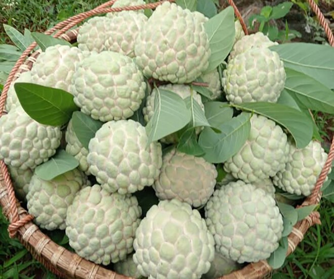 Loại quả xưa chín rụng đầy nay thành đặc sản 120.000 đ/kg, trồng một lần thu hoạch nhiều năm, tốt cho sức khỏe - 1