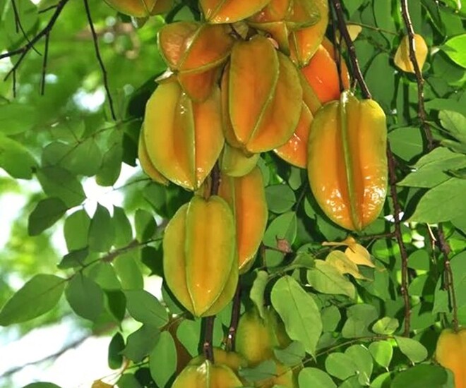 Loại quả mọc bờ rào xưa chín rụng đầy nay thành đặc sản 45.000 đ/kg, trồng một lần thu hoạch nhiều năm, được ưa chuộng ở thành phố - 1