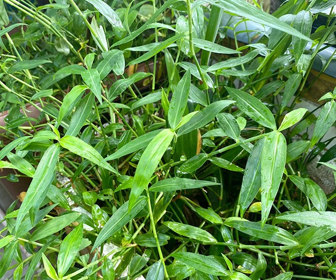 Cây dại mọc ở bờ mương nay thành đặc sản nổi tiếng, trồng 30 ngày cho thu hoạch, giá 55.000 đ/kg người thành phố ưa chuộng - 1