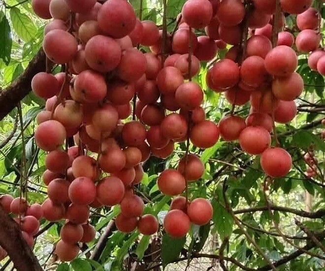 Loại quả xưa chín rụng đầy nay thành đặc sản 45.000 đ/kg, trồng một lần thu hoạch nhiều năm, du khách thích thú - 1