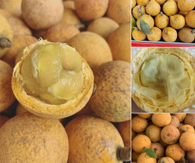 Loại quả xưa chín rụng đầy gốc nay thành đặc sản 85.000 đ/kg, trồng một lần thu hoạch nhiều năm, người thành phố ưa chuộng - 1