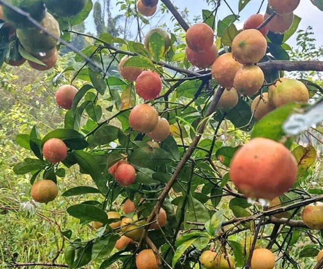 Loại quả xưa chín rụng đầy nay thành đặc sản 70.000 đ/kg, trồng một lần thu hoạch nhiều năm, tốt cho sức khỏe - 1