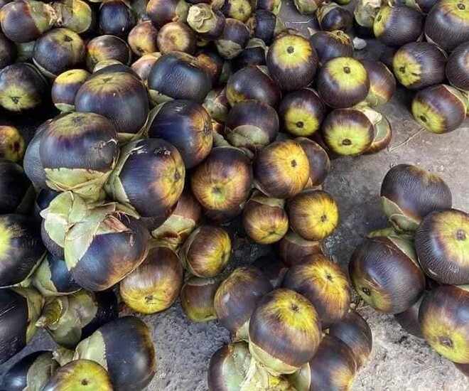 Loại quả xưa chín rụng đầy nay thành đặc sản 120.000 đ/kg, trồng một lần thu hoạch nhiều năm, du khách thích mê - 1