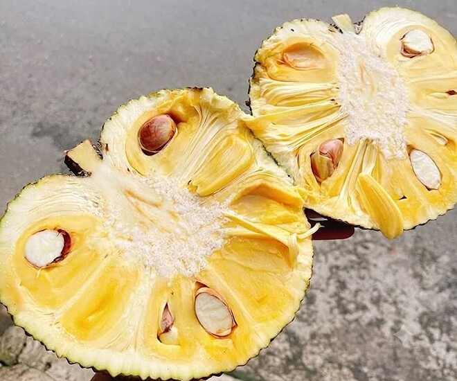 Loại quả mọc bờ rào xưa chín rụng đầy nay thành đặc sản 90.000 đ/kg, trồng một lần thu hoạch nhiều năm, người thành phố ưa chuộng - 1
