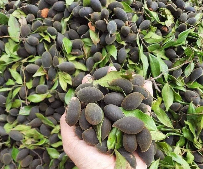 Loại quả xưa chín rụng đầy nay thành đặc sản 200.000 đ/kg, trồng một lần thu hoạch nhiều năm, du khách thích thú - 1
