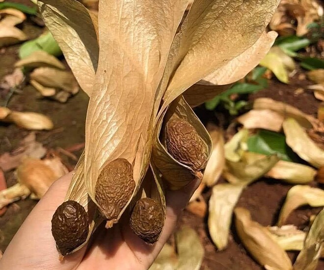 Loại quả xưa chín rụng đầy nay thành đặc sản 300.000 đ/kg, trồng một lần thu hoạch nhiều năm, du khách thích mê - 1