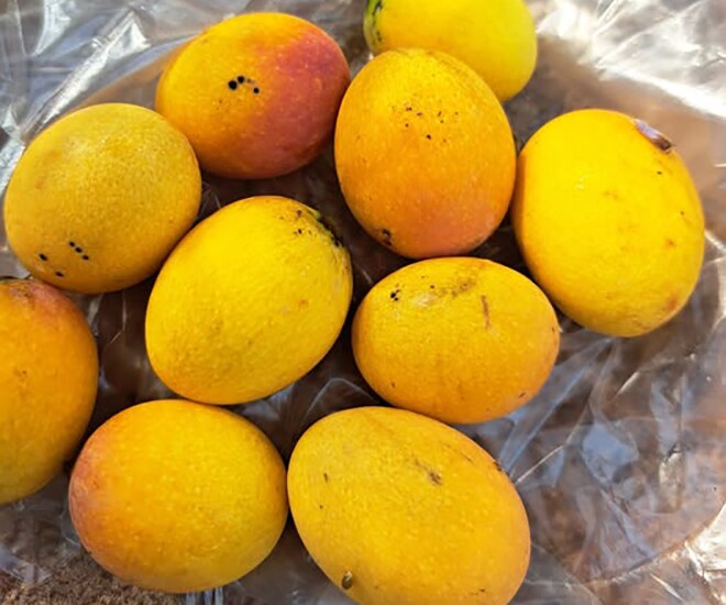 Loại quả xưa chín rụng đầy gốc nay thành đặc sản 45.000 đ/kg, trồng một lần thu hoạch nhiều năm, người thành phố ưa chuộng - 1