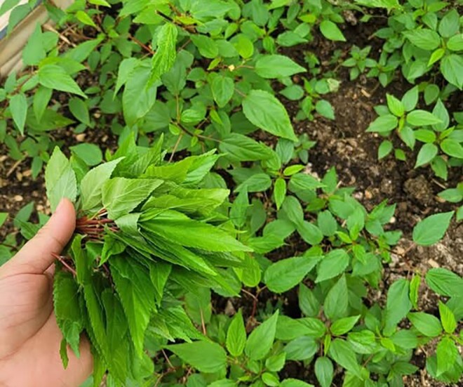 Cây dại mọc bờ rào thành đặc sản nổi tiếng giá 40.000 đồng/kg, trồng 2 tháng cho thu hoạch, tốt cho sức khỏe - 1