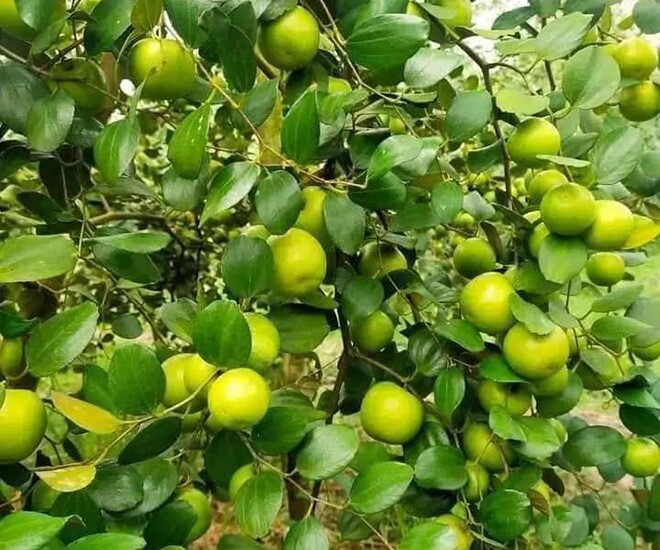 Loại quả mọc bờ rào xưa chín rụng đầy nay thành đặc sản 70.000 đ/kg, trồng một lần thu hoạch nhiều năm, được ưa chuộng ở thành phố - 1