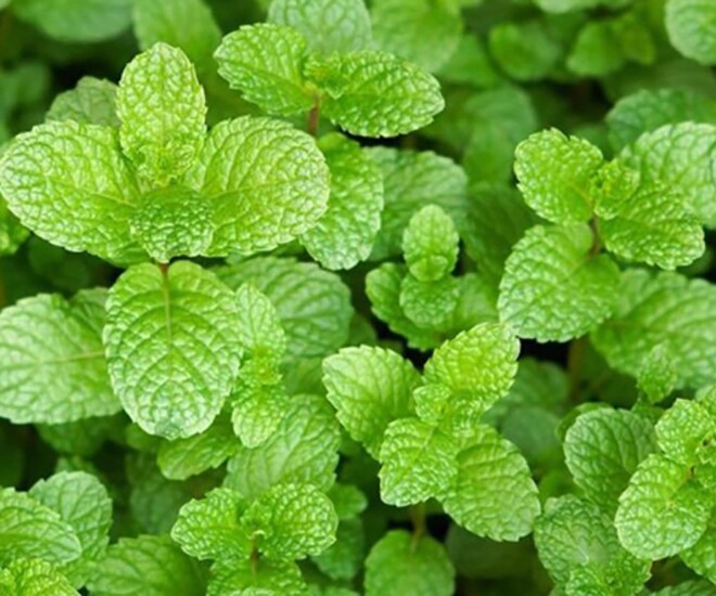 Cây dại mọc bờ rào thành đặc sản nổi tiếng giá 60.000 đồng/kg, trồng 2 tháng cho thu hoạch, tốt cho sức khỏe - 1