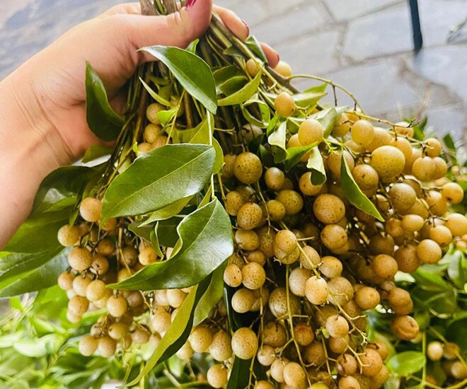 Loại quả mọc bờ rào xưa chín rụng đầy nay thành đặc sản 180.000 đ/kg, trồng một lần thu hoạch nhiều năm, du khách thích thú - 1